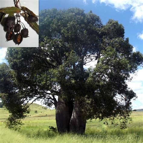 Brachychiton Rupestris Queensland Bottle Tree Seeds Fair Dinkum Seeds