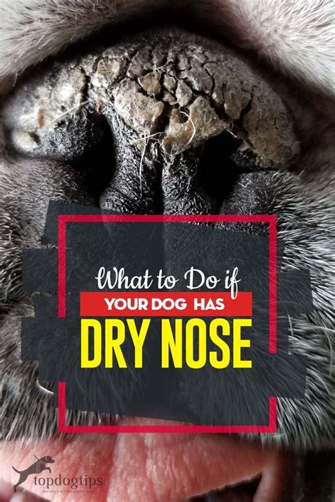 What To Do If Your Dog Has Dry Nose Dry Dog Nose Dry Nose Dog Nose