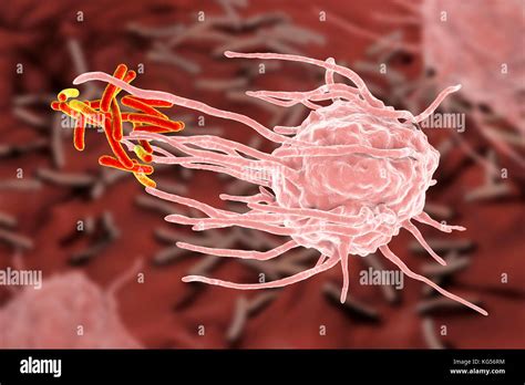 Macrophage Engulfing Tb Bacteria Hi Res Stock Photography And Images