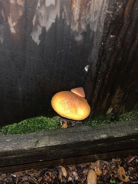 Every Year My Fence Grows Two Gymnopilus Luteofolius Rmycology
