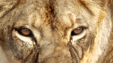 Angry Lion Eyes Wallpaper 60 Images