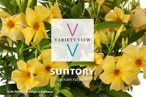 Suntory Flowers Variety View Sunbeam Shines In Venice Fl Suntory
