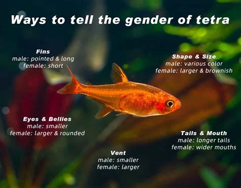 How To Identify A Tetra Is A Boy Or A Girl Hygger