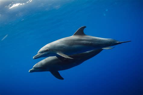 Dolphin Pair Bonds My Dream For Animals