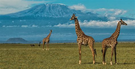 Amboseli National Park The Chyulu Hills And Taita Kenya Journeys By