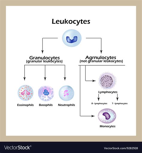 Different Types Of White Blood Cells Under Microscope Micropedia