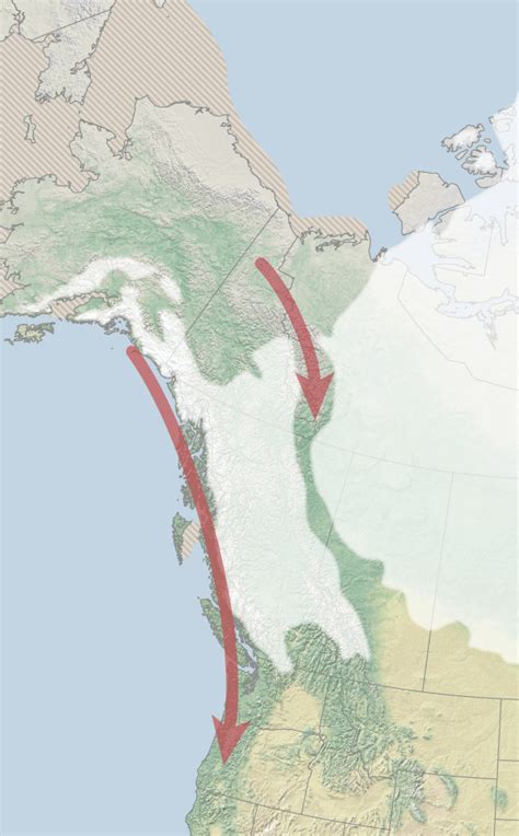 how did people migrate to the americas bison dna helps chart the way the new york times