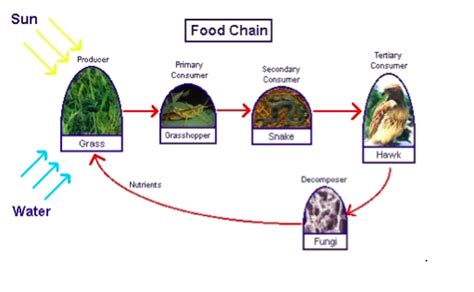 Therefore, the correct answer is. What is the food that plants, wild animals, or human eat ...
