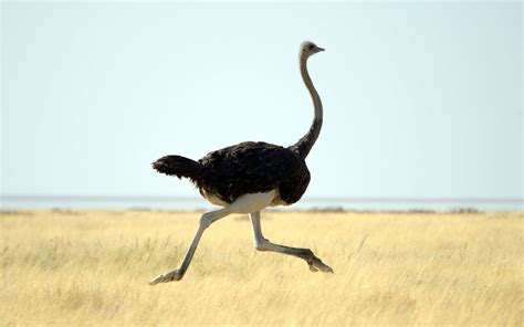 Fact Or Fiction Do Ostriches Bury Their Heads In The Sand