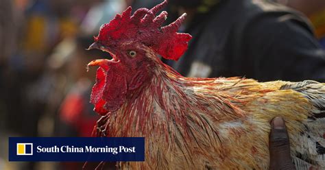 Man Killed By Own Rooster At Cockfighting Event In India South China Morning Post