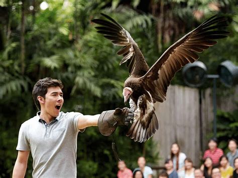 Singapore jurong bird park in singapore knows that it is a world of birds, from the icy antarctic king penguin to the hot equator, 400 species, the largest bird park in. Jurong Bird Park Singapore - Opening Hours, Ticket Prices & Map