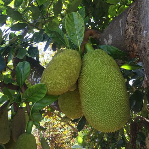 Jackfruit Tree With Unripe Fruits