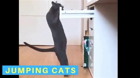 Funny Videos Of Cats Jumping Youtube