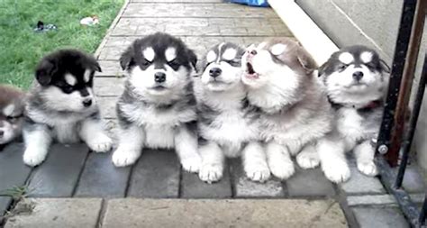 Adorable Alaskan Malamute Puppies Howl Together