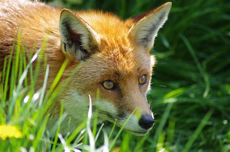 Fox Animal Grass