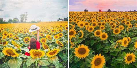 11 Sunflower Farms Around Toronto Where You Can Get Lost In Vibrant Fields Of Sunshine Narcity