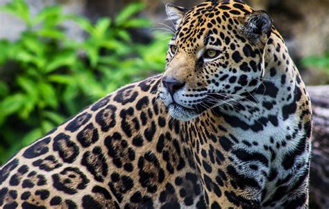 Wallpaper Predator Spot Jaguar Wild Cat Images For Desktop Section