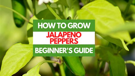 How To Grow Jalapeno Peppers A Beginners Guide Gardening Eats
