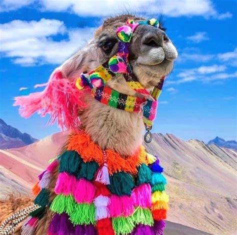 A Llama Wearing Colorful Clothing On Top Of A Mountain