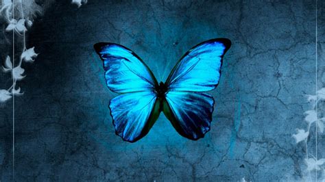 🥇 Blue Morpho Butterflies Wallpaper 125092