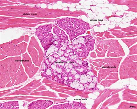 File:Tongue histology 01.jpg - Embryology