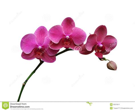 Orchids Flowers Stock Image Image Of Agriculture Flora 30213511