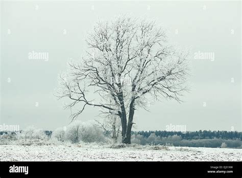 Lonely Tree In A Field Frosted Frosty Winter Landscape Stock Photo Alamy