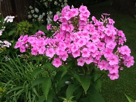 Tall Garden Phlox First One To Bloom This Summer I Have Lots Of These