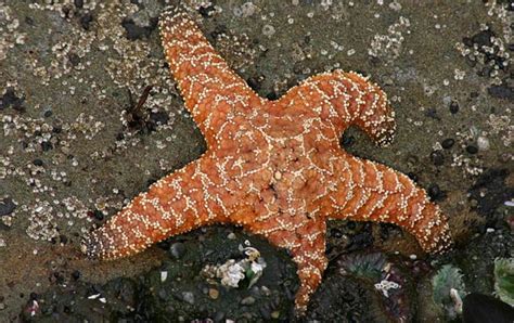 Scienceshot How Starfish Sweat Science Aaas