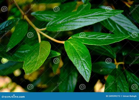 Waxy Dark Green Leaves Of Colubrina Arborescens In Macro View Stock