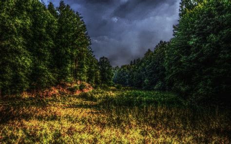 Hdr Forest обои 1920x1200