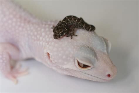 Love Geckos Baby Lizards Leopard Gecko Cute Animals