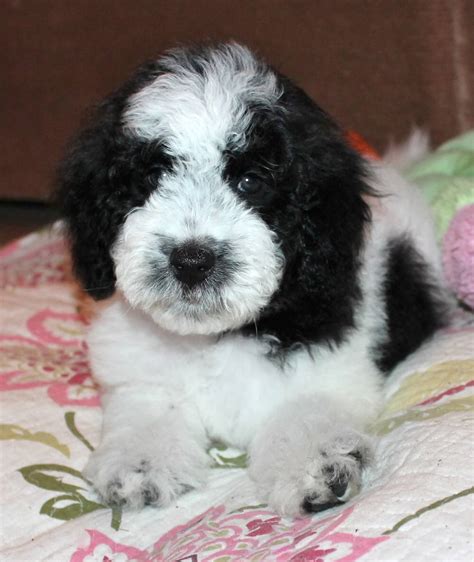 Below are pictures of some of sammy and charmin's puppies (both sammy and charmin sanjay pocket/petite goldendoodles (cream, apricot, and red coloring in both curly and wavy. Goldendoodle Puppy Colors by Moss Creek Goldendoodles in Florida | English Goldendoodle Puppies