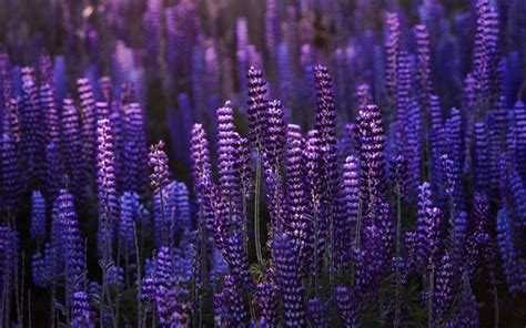 Download Wallpapers Lupines Purple Wildflowers Evening Sunset