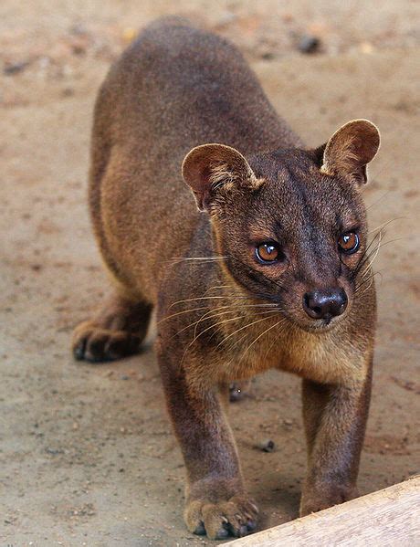 The Jungle Store The Fossa Not A Feline