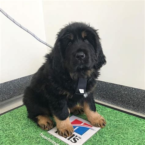 15 Facts About Tibetan Mastiffs Which Will Fascinate You To Have One