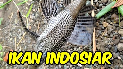 Dapat Ikan Aneh Dan Mengerikan Ikan Indosiar YouTube