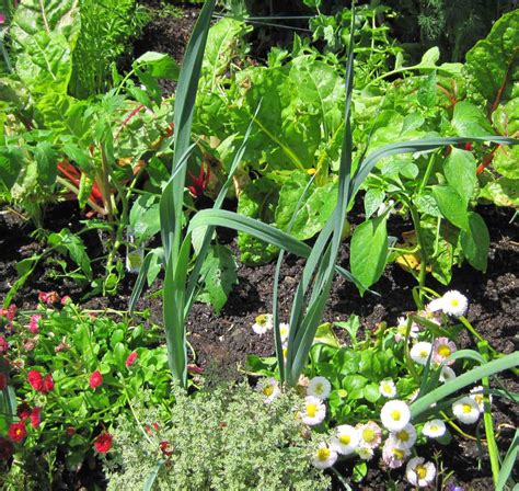 Organic Spring Vegetables Ready for Planting - IGozen