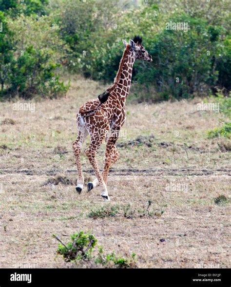 Baby Giraffe Running Stock Photo Alamy