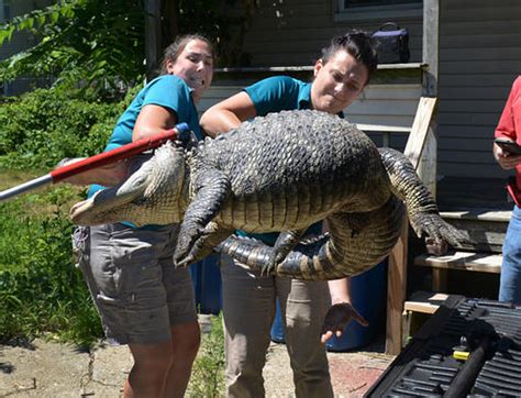6 Foot Alligator Removed From Local Backyard