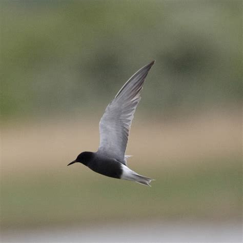 Black Tern Bto British Trust For Ornithology