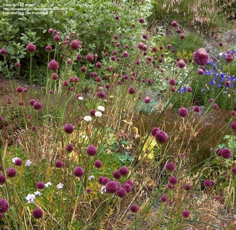 Plantfiles Pictures Allium Species Ornamental Onion Round Headed