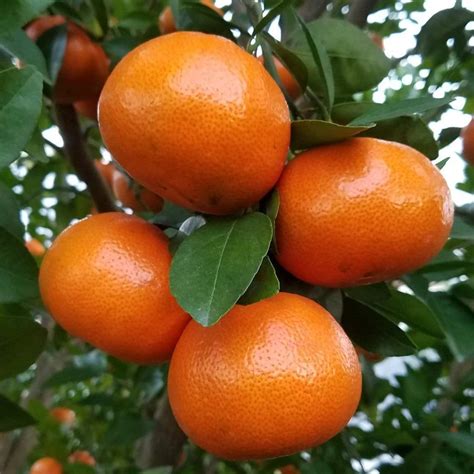 Tango Mandarin Citrus Reticulata Tango Servescape