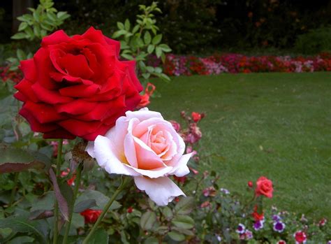 You can download different size of wallpaper for you mobile. Rose Flower Garden - Flower HD Wallpapers, Images ...