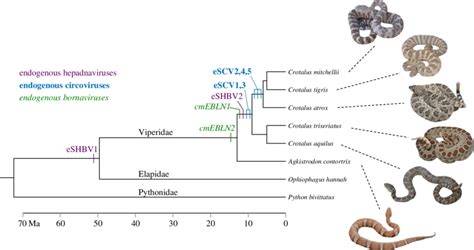 Snake Evolution Tree