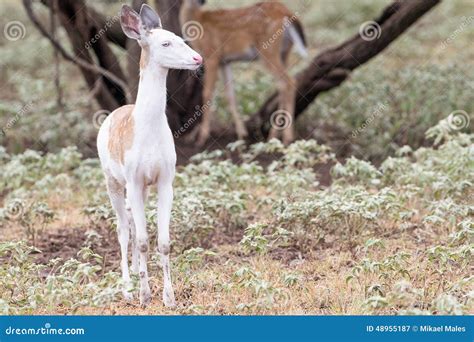 Piebald Whitetail Fawn Stock Image Image Of Fall Hunt 48955187