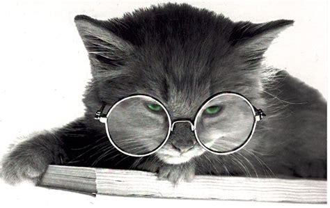 21 Best Cats With Glasses Images On Pinterest Kitty Cats Funny Cats