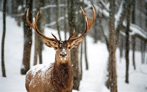 Beautiful Deer In The Forest Hd Winter Wallpaper