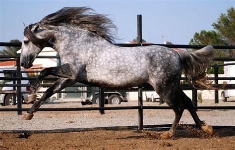 Grey Spaniard Andalusian Dapple Grey Grey Horses Spanish Horses