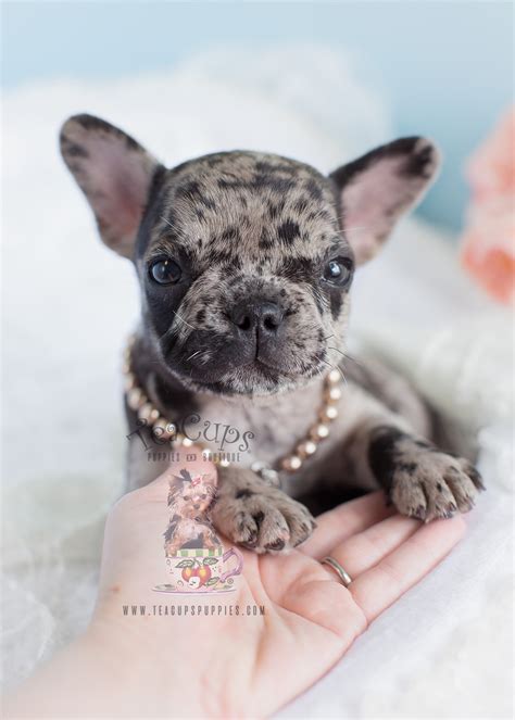 If you require a pup with breeding rights or for show quality with a top pedigree then expect to pay from $4,200 upwards to $6,500 or even more. Merle Frenchie for Sale at Teacups Puppies and Boutique ...